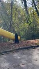 Mama Bear and Her Cubs Play and Enjoy on Swing Like Humans