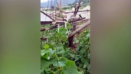 Fuertes vientos provocan daños en viviendas y un invernadero en Constanza