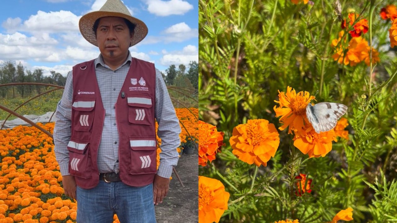 Cempasúchil en CDMX: Imelda y Víctor, el matrimonio de productores que innova con sus flores en Día de Muertos