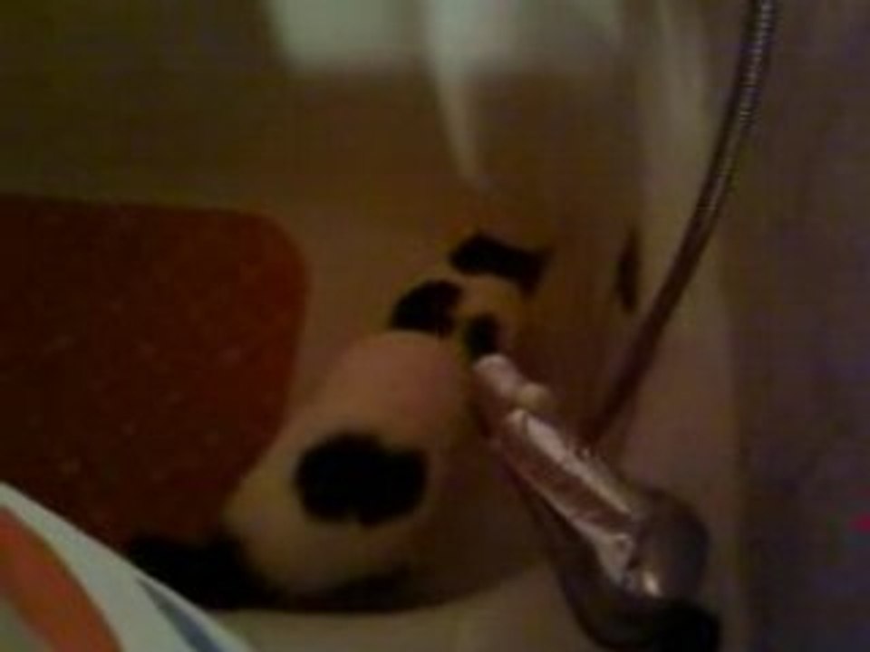 Un chat qui urine dans une baignoire