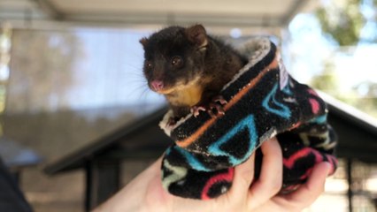 Mystery illness leaves endangered ringtail possums blind and paralysed in South West WA