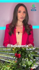 Así es El Colibrí, la ecogranja urbana que funciona en el techo de una vivienda en Cali y produce su propio abono