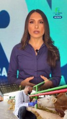 Argentina impulsa una vacuna de antígenos para combatir la mastitis bovina sin antibióticos