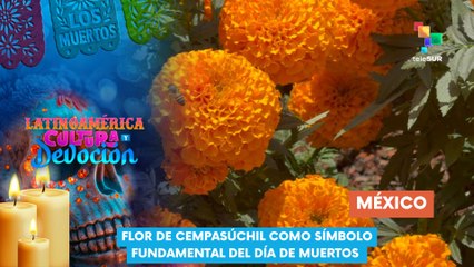 Flor de Cempasúchil como símbolo fundamental del Día de Muertos - Latinoamérica: Cultura y Devoción 30-10-2025