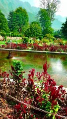 🌸 When nature paints its own masterpiece — welcome to Kashmir’s floral wonderland. 🎨