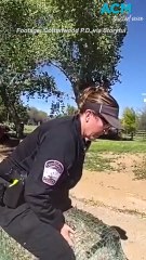 Emu caught wandering the streets in the USA