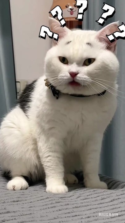 Decepti-cat