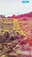 The true story behind Mrs Mac’s Cross, the secret daffodil memorial hidden in the Snowy Mountains