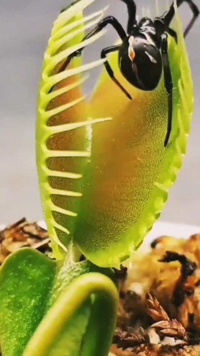 The unique Venus Flytrap! 😲 Carnivorous plant