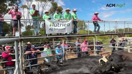 'Extremely good day' at Strathalbyn cattle sale despite lighter yarding
