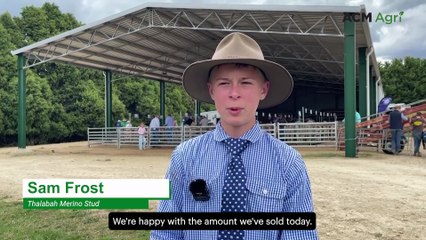 Buyers back 'traditional type' at Thalabah Merino and Poll Merino Ram Sale