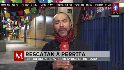 En CdMx, bloqueo ciudadano logra el rescate de una perrita atropellada y sin ayuda por más de 12 hrs