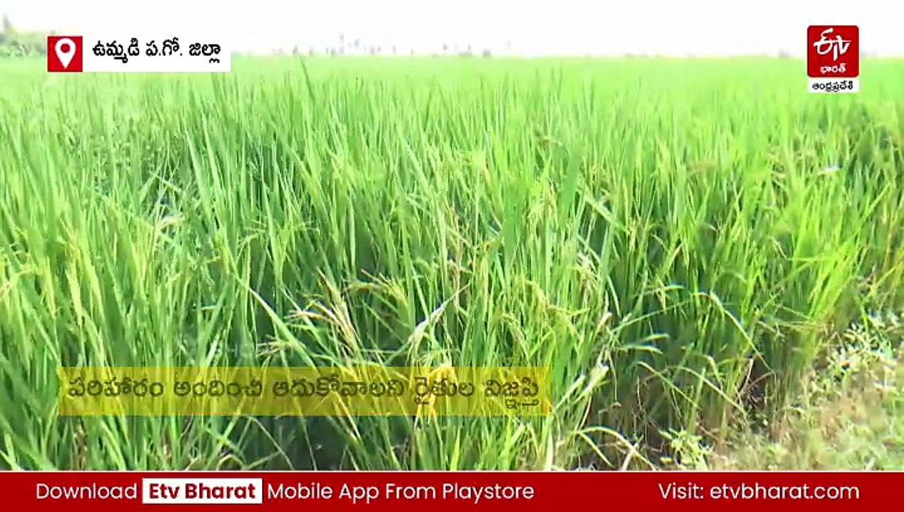 రైతన్నను ముంచిన మొంథా - వేల ఎకరాల్లో పంట నష్టం