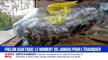 Alerte au frelon asiatique en automne: 