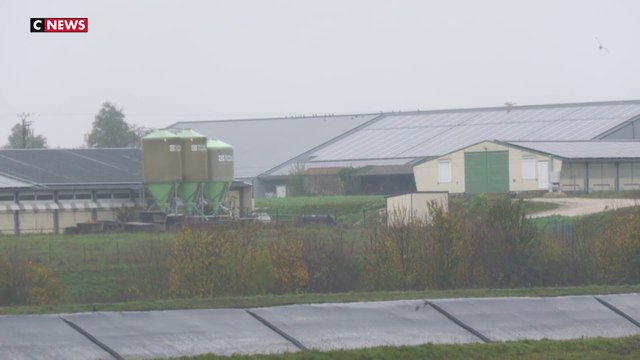 Grippe aviaire : l'inquiétude monte chez les éleveurs français