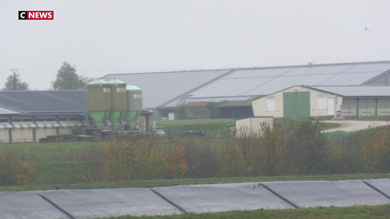 Grippe aviaire : l'inquiétude monte chez les éleveurs français