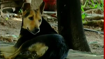 Stray dog | 'തെരുവുനായ പ്രശ്നത്തിൽ വിർച്വൽ ഹാജരാകൽ അനുവദിക്കില്ല'