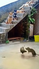Two Men Fighting While Dogs Watch Calmly | Funny Real-Life Drama 😂🐶