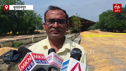 बुरहानपुर में बेमौसम बारिश बहा ले गई 250 क्विंटल मक्का, पूरे मध्य प्रदेश के किसानों में हाय-तौबा