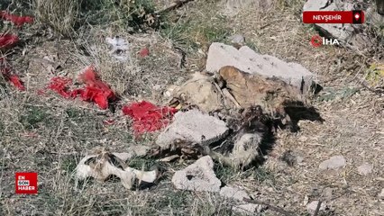 Nevşehir'de boş araziye atılmış 8 buzağı kadavrası bulundu