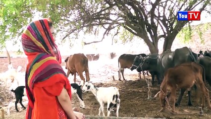 Number Daar Be Wafa Mangaitar  New Funny Video | Most Comedy Funny Video | You Tv Hd 2025