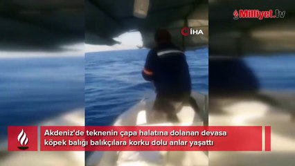 Hatay açıklarında korku dolu anlar! Dev köpek balığı balıkçı teknesine dolandı: 'Tekneyle neredeyse aynı boydaydı'