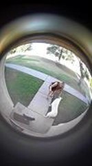 Protective Cat Pounces at Dog Intruding Near Door