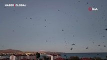 İlçede inanılmaz görüntü... Binlercesi gökyüzünü kapladı