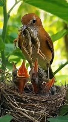 Cuckoo Chick Pushes Out Older Nest Mate