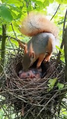 Cuckoo Chick Pushes Out Older Nest Mate