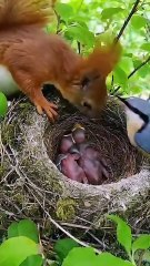 Cuckoo Chick Pushes Out Older Nest Mate