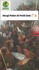 Murgi Palan Ki Pehli Sale 🐔💰 | Desi Murga Business Success Story | Poultry Farming India #anas