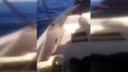 Dev köpekbalığı Türk balıkçıya kabusu yaşattı: O anlar saniye saniye kamerada!