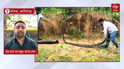 काले रंग के खूबसूरत खतरनाक किंग कोबरा का 4 साल में दूसरी बार रेस्क्यू, 1 फीट ग्रोथ से 13 फीट हुई लंबाई