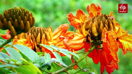 'African Tulip' Spathodea Bloom With 'Fiery' Hues In Kerala's Idukki For The Eyes Of Beholder
