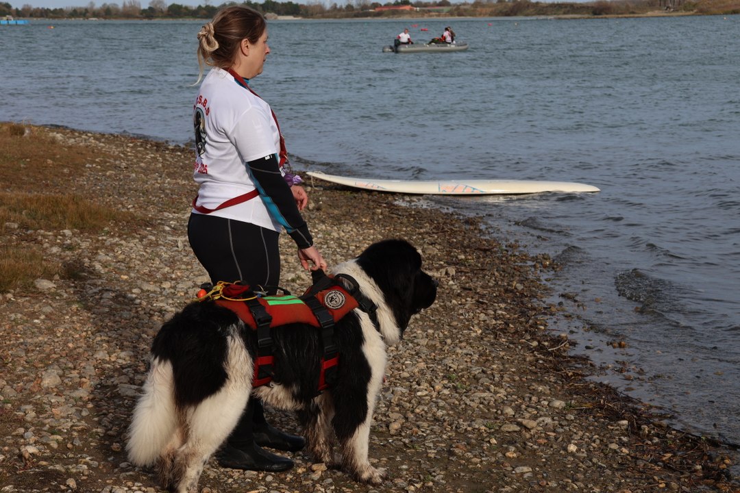 Des chiens sauveteurs en mer dans la baie de Somme