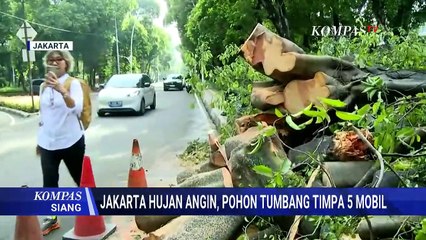 Pohon Beringin Tumbang di Dharmawangsa Jaksel, 5 Mobil Ringsek dan 1 Orang Meninggal