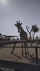 beautiful view zebra 🦓🦓 in wild Life park and zoo