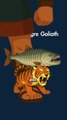 Le poisson tigre goliath (oui il est effrayant !)