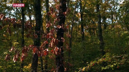 Avrupa'nın en büyük doğal yaşam parkı: Ormanya
