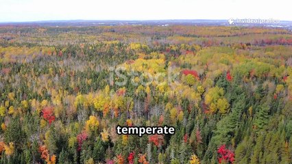 Il Fascino del Legno di Acero_  Caratteristiche