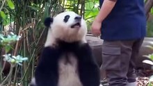 Chinese national treasure - the Giant Panda 21