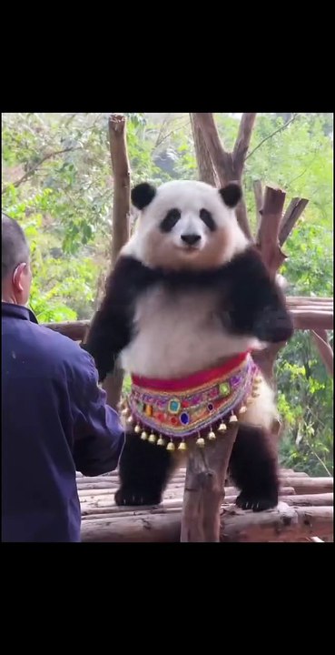 Chinese national treasure - the Giant Panda 22