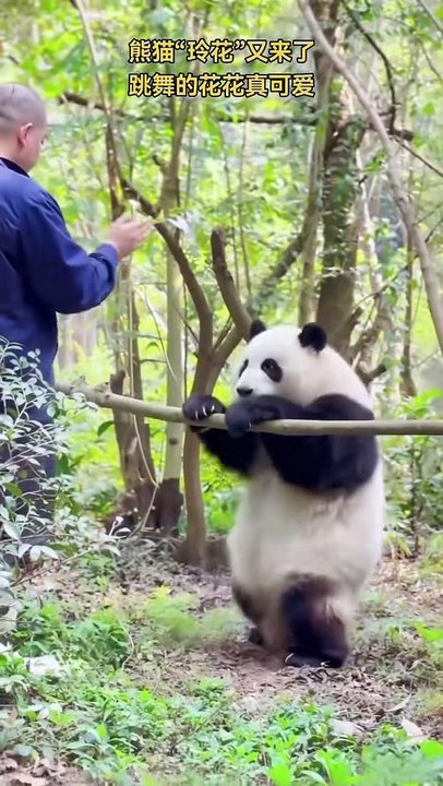 Chinese national treasure - the Giant Panda 18