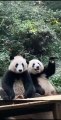 Chinese national treasure - the Giant Panda 20