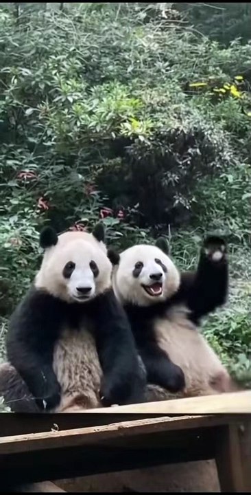 Chinese national treasure - the Giant Panda 20