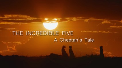 Documental - Los cinco increíbles - Cuentos de un guepardo - 5 GUEPARDOS Contra el Rey León: La Épica Historia de Supervivencia | Documental África