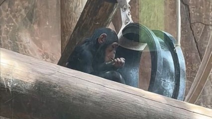 Startled zoo visitors watch as a monkey eats its own waste right after releasing it