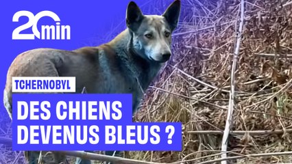 De mystérieux chiens BLEUS aperçus à Tchernobyl