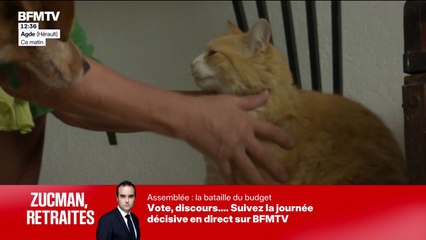 Le chat de Dominique s’invite chez le voisin, elle écope de 1.250 euros d’amende